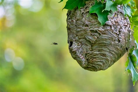 Bee nest removal. Things To Know About Bee nest removal. 